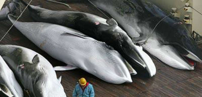اليابان تتعهد بمواصلة صيد الحيتان وتأسف لقرار مناهض