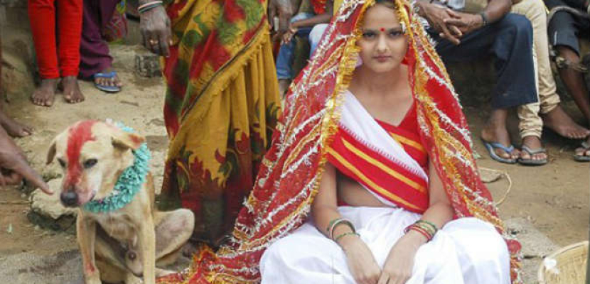 فتاة هندية تتزوج “كلب”.. ووالدتها: “علشان تفك النحس