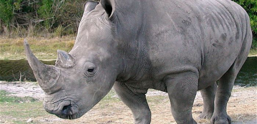 حديقة حيوان في التشيك تحرق قرون وحيد القرن