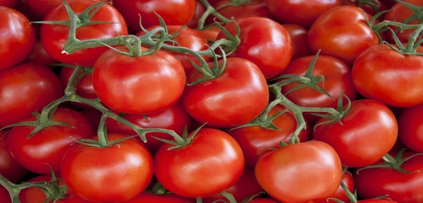 دراسة بريطانية: الطماطم تقى من الإصابة بالسرطان
