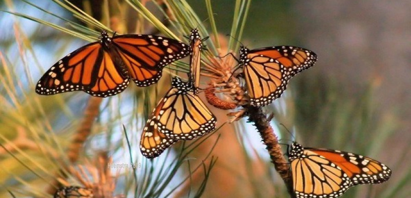 الفراشات الملكية تقطع 3 آلاف ميل سنوياً