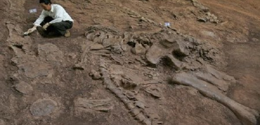 اكتشاف حفرية نوع نادر من الديناصورات آكلة اللحوم في فنزويلا