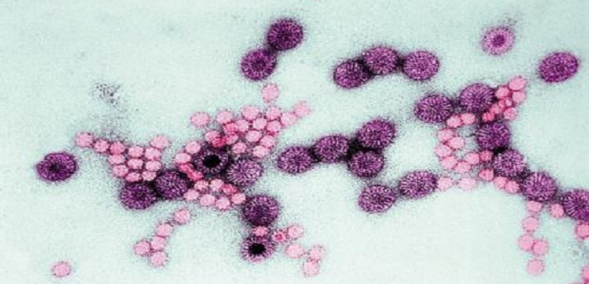 فريق علمي أمريكي يكتشف سر فيروس “بوربون”