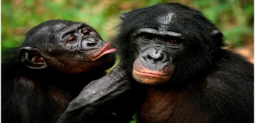 دراسة: عدوانية ذكور الشمبانزي مع الإناث تزيد من فرص الانجاب منهن