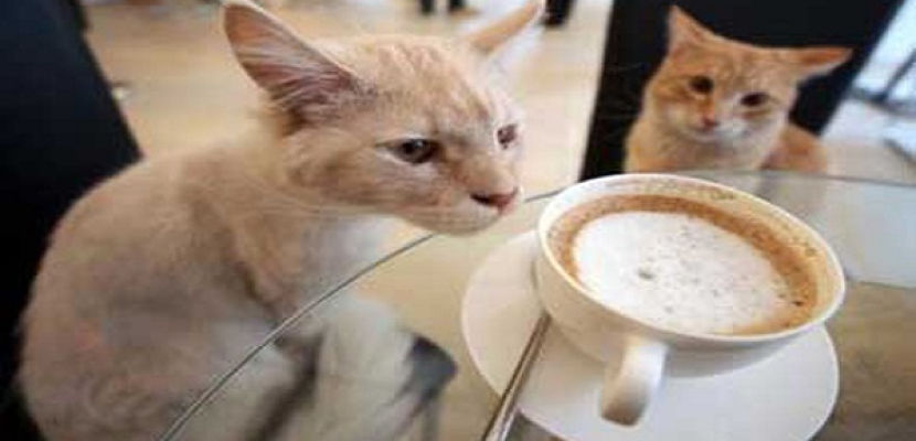 قهوة وشاي وحلويات في مقهى للقطط بنيويورك