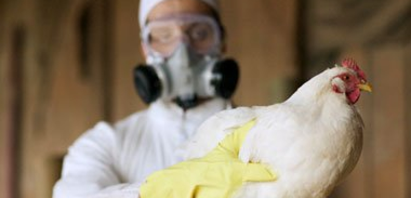 وفاة سيدة متأثرة بإصابتها بأنفلونزا الطيور بسوهاج