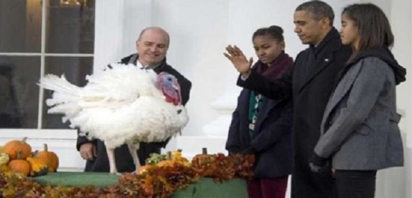 أوباما يعفو عن الديك الرومى “تشيز” عشية عيد الشكر