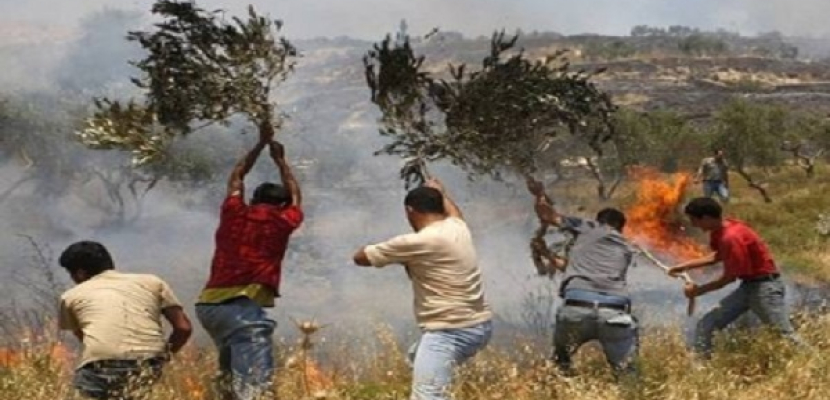 مستوطنون يهود يضرمون النار في أراضي غرب بيت لحم