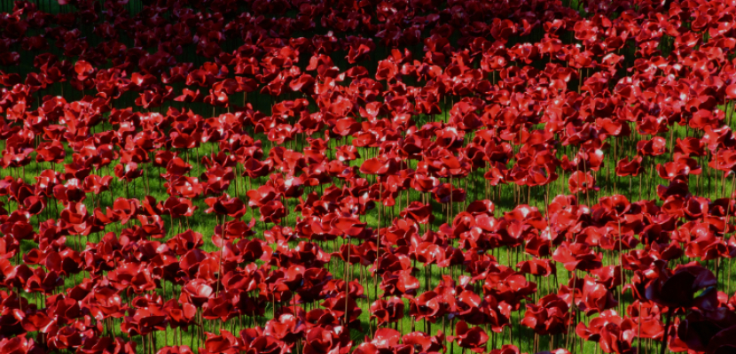 زهور شقائق النعمان الخزفية تجذب 4 ملايين زائر فى لندن