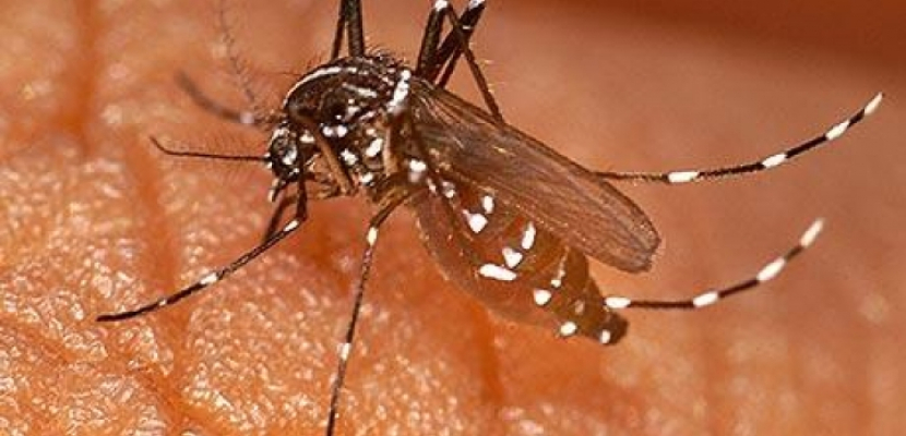 بكتيريا مقاومة للعقاقير تهدد السيطرة على مرض الملاريا