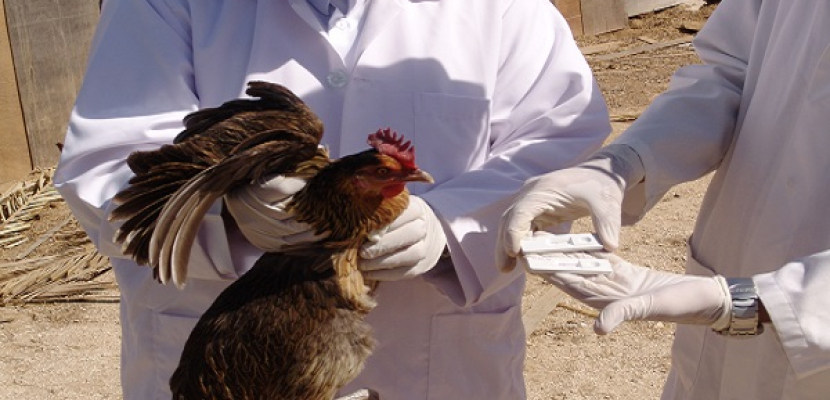 توصيات دولية بتسريع تدابير الوقاية من انفلونزا الطيور في مزارع الدجاج