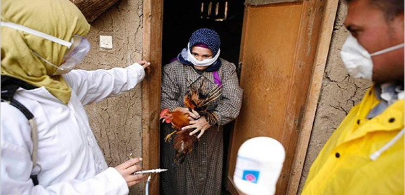 الصحة: وفاة شخص وإصابة 3 أخرين بأنفلونزا الطيور