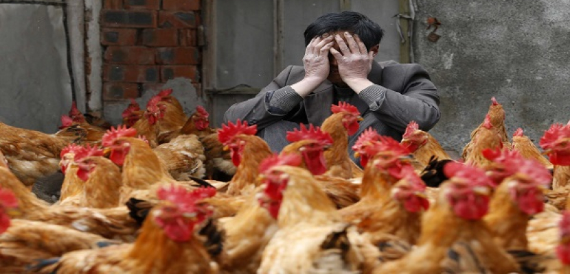 “الصحة”:وفاة حالة جديدة بأنفلونزا الطيور في أسوان