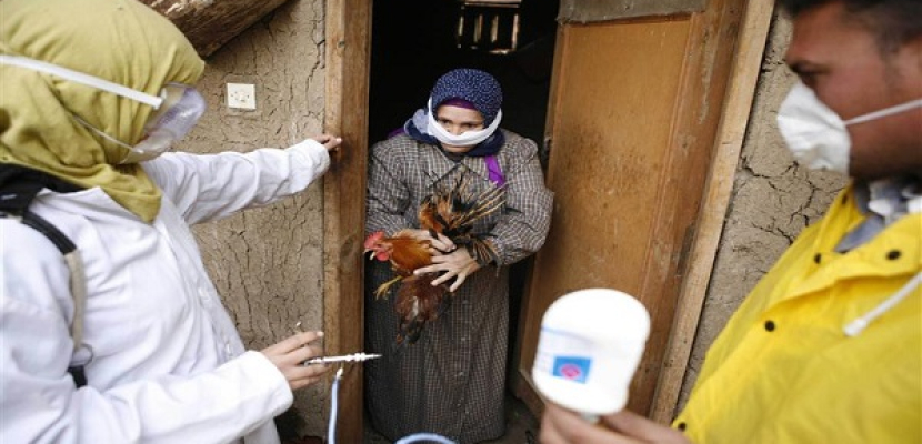 إعلان حالة الطوارئ بمستشفى الأقصر عقب اكتشاف أول إصابة بإنفلونزا الطيور