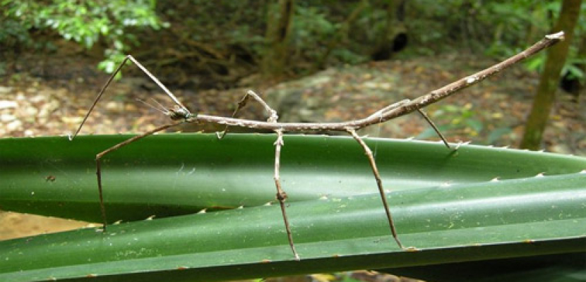 اكتشاف ثاني أطول حشرة في العالم بفيتنام