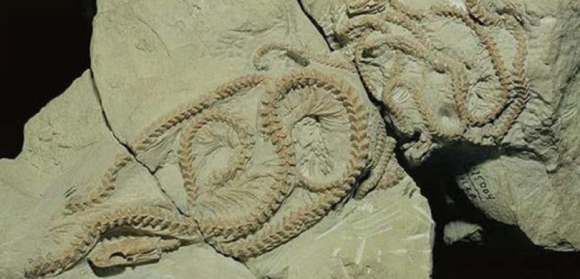 حفريات مهمة تؤكد أن أسلاف الثعابين عاشت منذ 167 مليون سنة