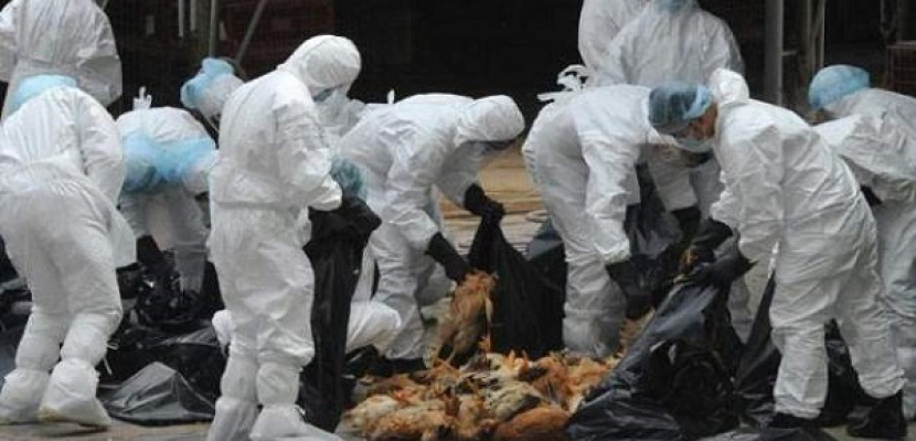 كوريا الجنوبية تؤكد إصابة كلب بانفلونزا الطيور