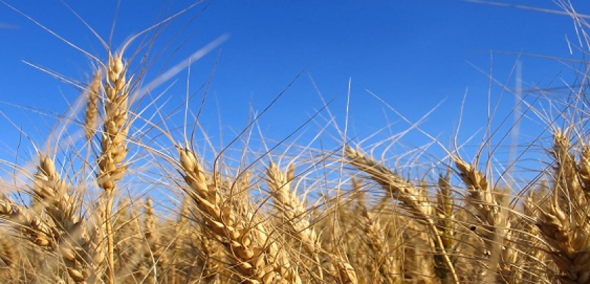الإحصاء: زيادة مساحة الأراضي المنزرعة بمحصول القمح بنسبة 8.5٪