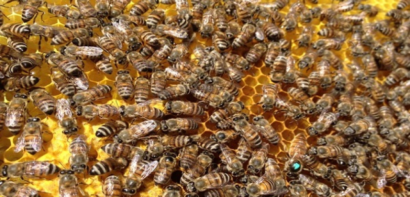 البيت الابيض يشكل مجموعة عمل لبحث أسباب تناقص نحل العسل بصورة مثيرة