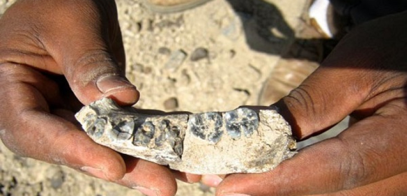 اكتشاف حفرية يزيح للوراء تاريخ ظهور الإنسان نصف مليون عام