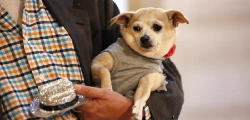 إنذار في مطار في نيويورك يكشف عن كلب صغير في أمتعة مسافرة