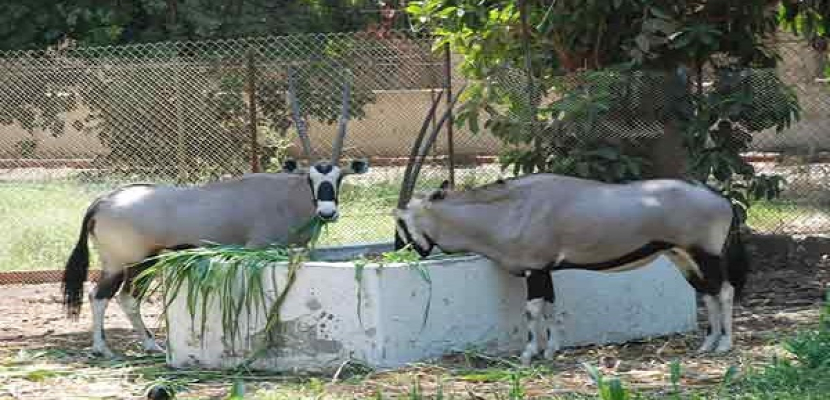 “الزراعة”: افتتاح أول متحف حيوانى بحديقة الجيزة فى احتفالات شم النسيم