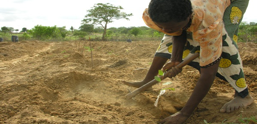 في كينيا ..زراعة الأشجار مقابل ألواح شمسية وماعز ودجاج