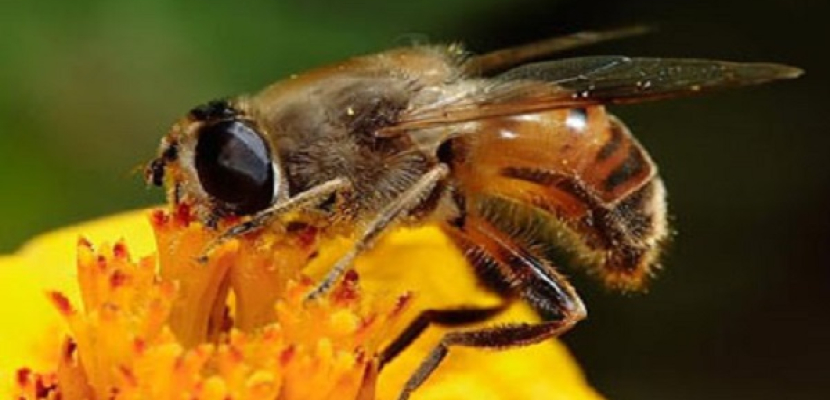 مدينة أمريكية تحظر مبيداً حشرياً حماية لمملكة النحل