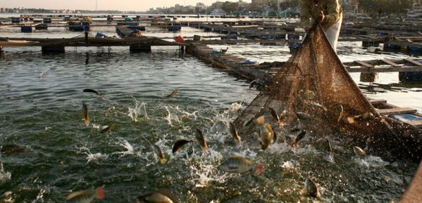 “معلومات مجلس الوزراء” ينفي ما تردد حول وقف الصيد في نهر النيل