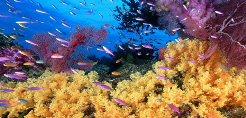 الحاجز المرجاني العظيم باستراليا خارج منطقة الخطر !!
