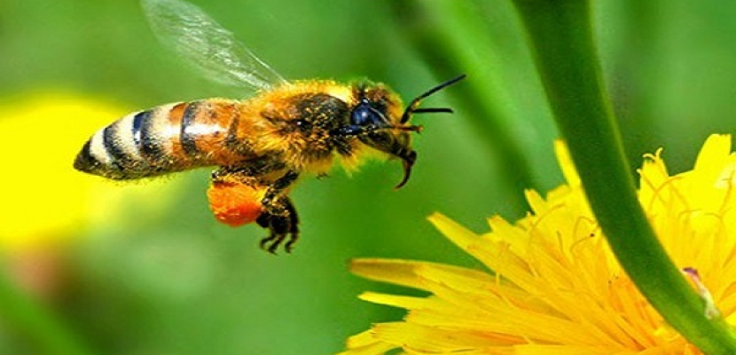 مجموعة عمل لبحث أسباب تناقص نحل العسل بصورة مثيرة في الولايات المتحدة
