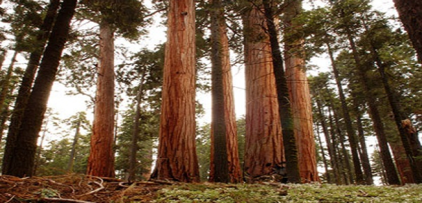 “العطش” يقتل ملايين الأشجار في كاليفورنيا