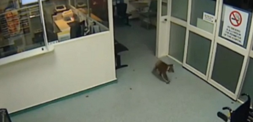 “الكوالا المذهل” يتجول وحيدا بالمستشفى