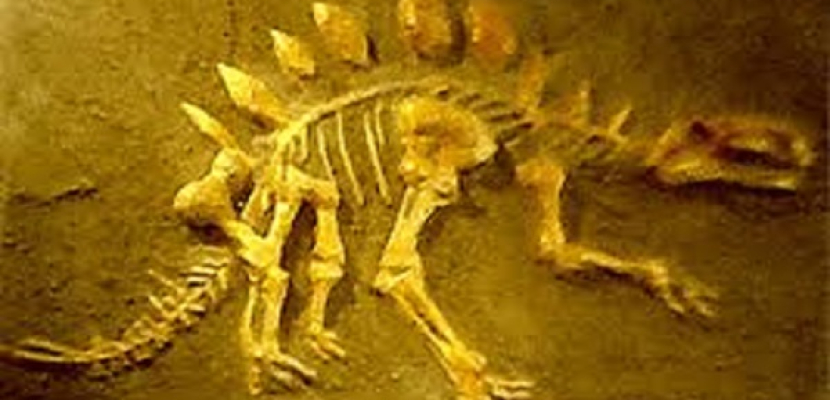 اكتشاف أحفورة تعود لديناصور من العصر الطباشيرى فى الصين