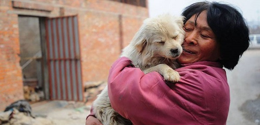 سيدة صينية تنقذ حياة 100 كلب !!