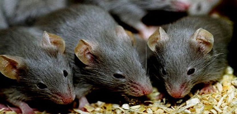 باحثون بريطانيون: الفئران تحلم بالأماكن التي ترغب في الذهاب إليها