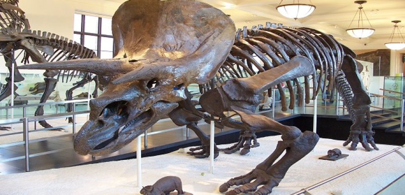 اكتشاف “كرات دم حمراء” في بقايا ديناصور من العصر الطباشيري