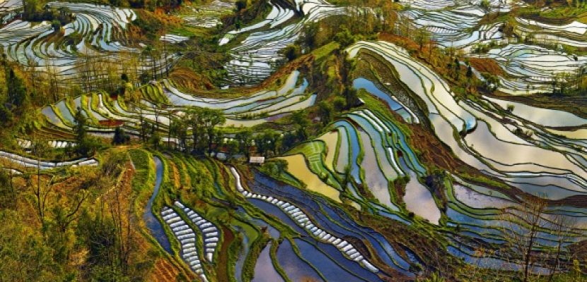 بالصور ..أجمل حقول الأرز في العالم بالصين