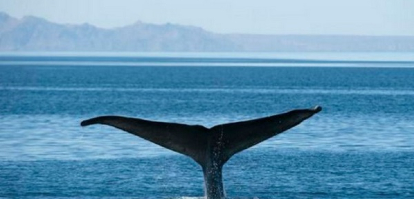 العثور على مخبأ سري لحيتان مهددة بالانقراض