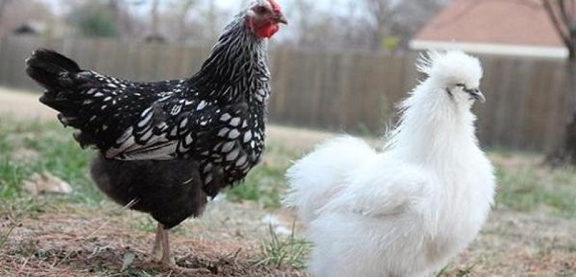 في الولايات المتحدة.. دجاج للإيجار للتغلب على ارتفاع أسعار البيض