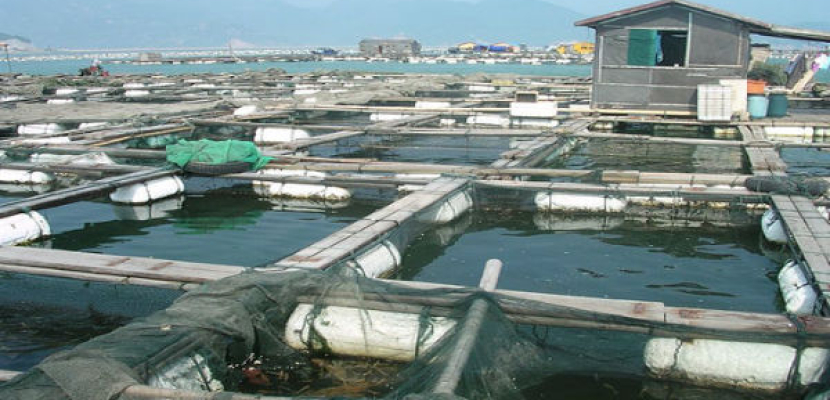 البيئة: مشروع الاستزراع السمكى بقناة السويس يوفر ألاف الأطنان من السمك يوميا