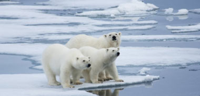 مقترحات أمريكية جديدة لإنقاذ الدب القطبي من الانقراض