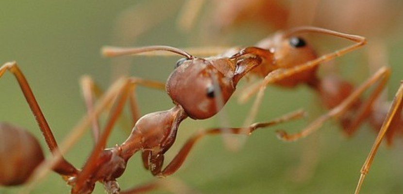 النملة تصطاد فريستها بالقصف.. وترسل إشارات من مسافة 320 كم