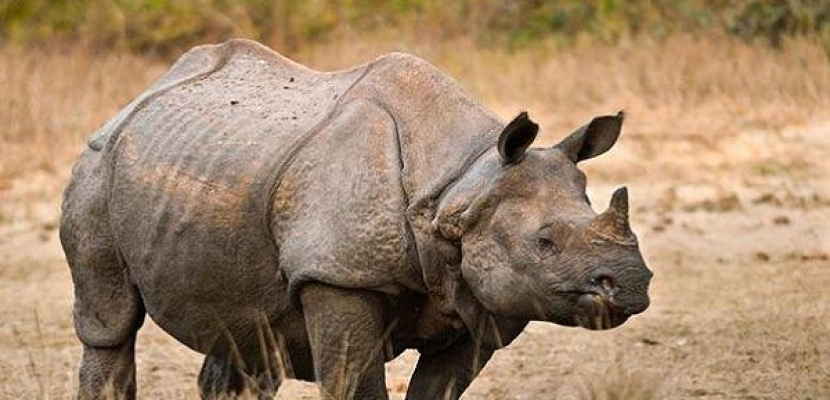 حديقة حيوان اوهايو تنقل آخر وحيد قرن سومطري في أمريكا إلى اندونيسيا
