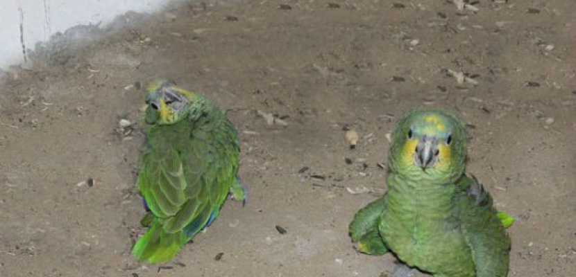 حديقة حيوان الجيزة تكشف عن فقس جديد لطائر الأمازون المهدد بالانقراض