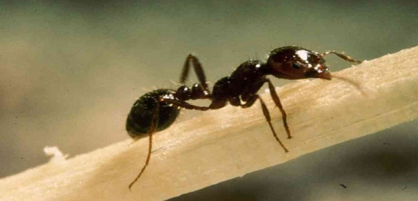 دراسة: نمل يعالج نفسه بطريقة مذهلة