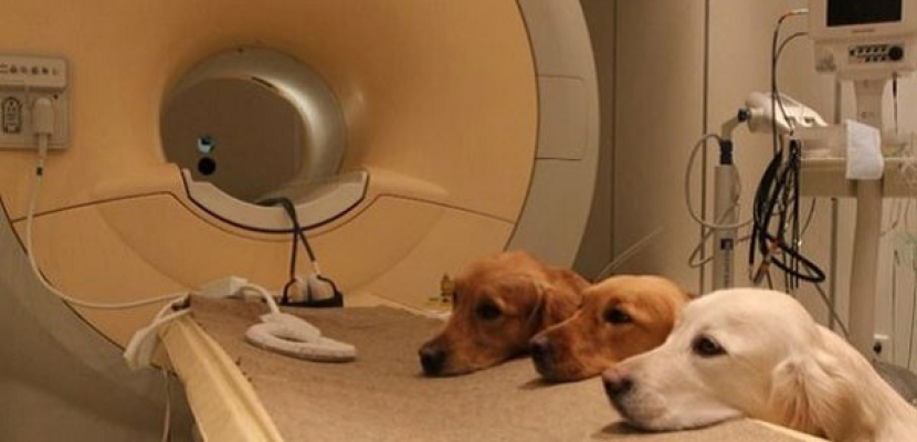 كلاب ذات قدرة على شم الخلايا السرطانية في خدمة اطباء بريطانيا