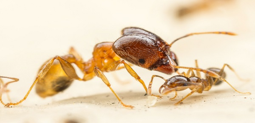 دراسة:  نمل يعالج نفسه بطريقة مذهلة !!
