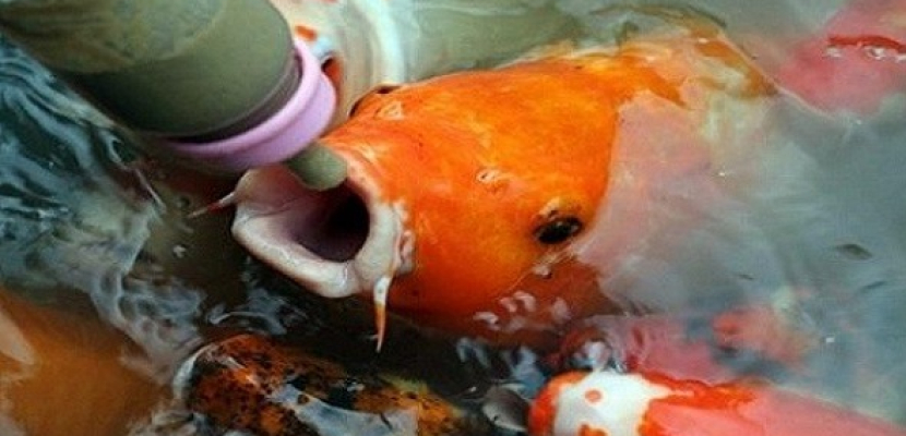 منتزة صينى يسمح لزواره بإرضاع الأسماك !!