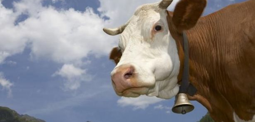 بأمر المحكمة .. وقف أجراس البقر في سويسرا بعد شكاوى من الضوضاء
